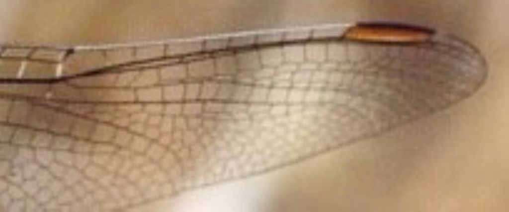 Orthetrum brunneum ???  S, femmina
